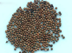  /a>植物紫苏的干燥成熟 a href="#" data-lemmaid="320665">果实 /a>