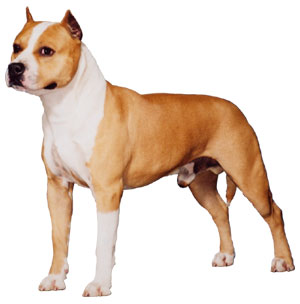  p>斯塔福郡斗牛梗是一种短毛狗.就其体型而言力气非常大.