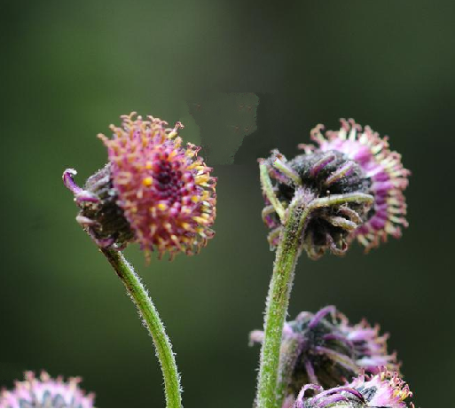 是菊科 a target="_blank" href="/item/千里光属/3078325" data