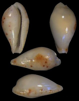  p>姑娘宝螺(学名:palmulacypraea musumea musumea)是腹足纲宝螺科的