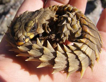 armadillo spiny-tailed lizard