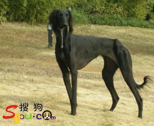  p>中国细犬(简称细犬) 是中国古老的狩猎犬种,分为山东细犬,陕西细犬