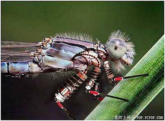  p>《未来世界的动物》是2008年1月 a target="_blank" href="/item