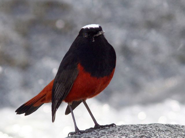 雌雄同色,成鸟头顶至枕白色,头颈余部及肩背为乌亮的纯黑色;翼黑褐色
