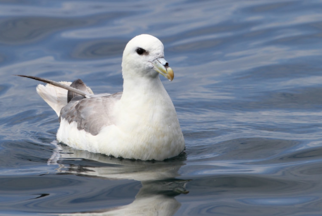  p>暴风鹱(学名: i>fulmarus glacialis /i>):为鹱形目鹱科下的一种