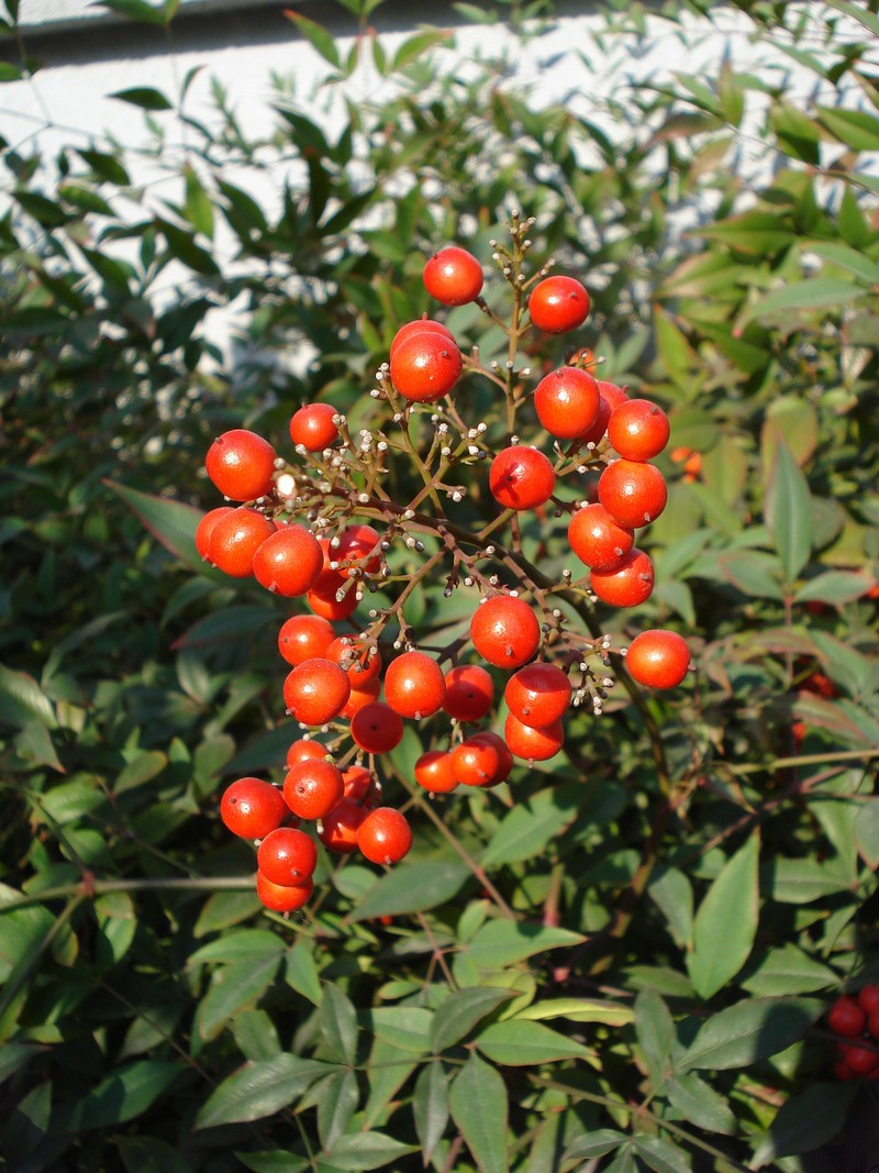  p>滇南红果树(学名: i>stranvaesia oblanceolata  /i>(rehd.