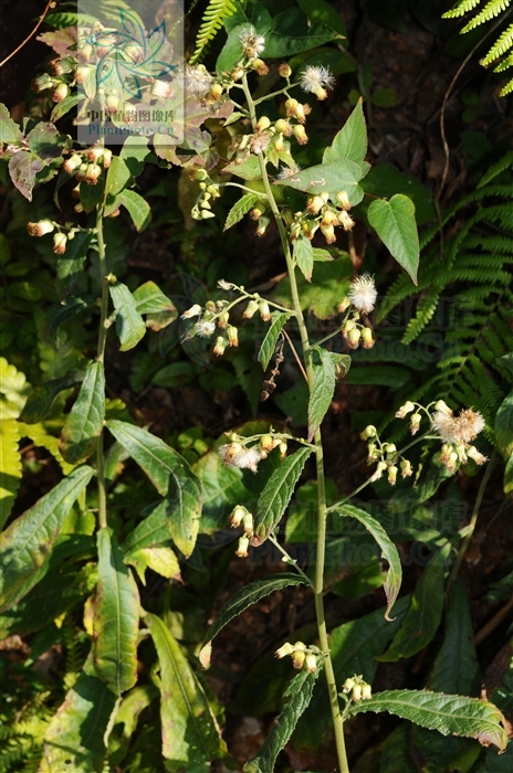  p>千头艾纳香,又名火油草,走马风.是一种多年生植物. /p>