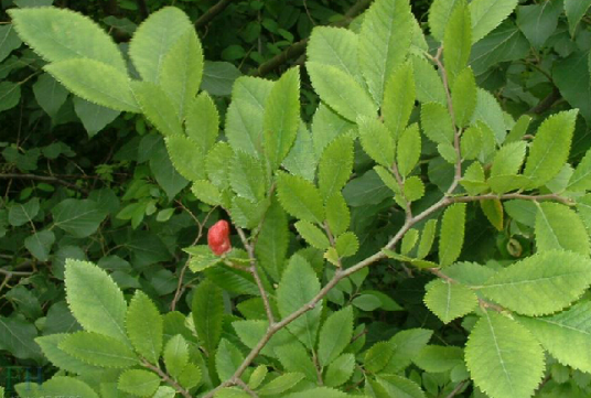 榔榆茎（榆科榆属植物）_百度百科