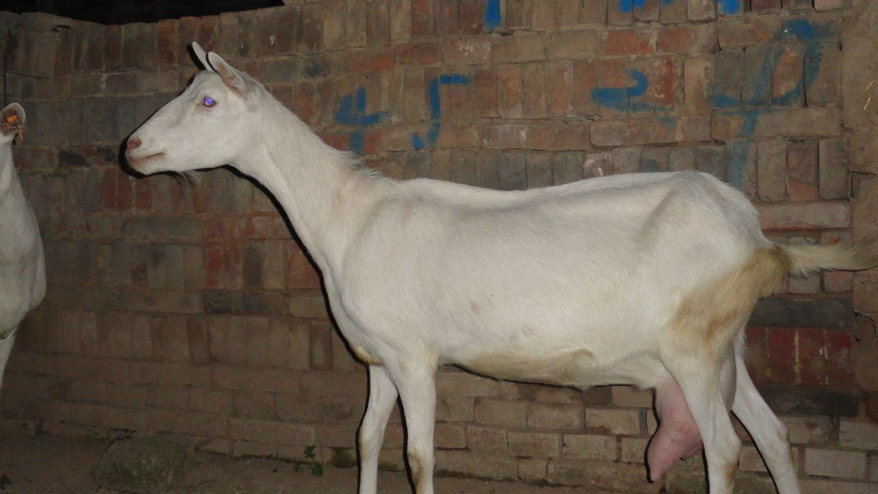  p>奶山羊,是乳用品种的 a href="#" data-lem