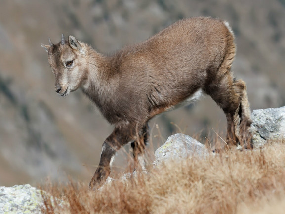  p>羱羊(学名: i>capra ibex /i>):是偶蹄目,牛科,山羊属的野生山羊.