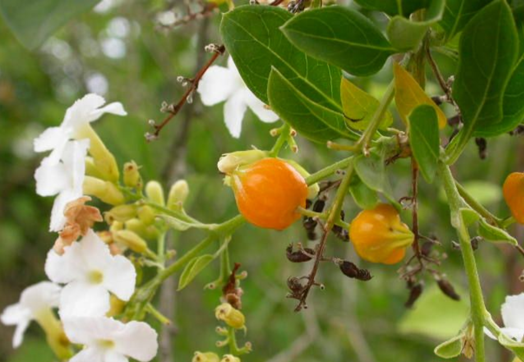  p>芫花,别名:药鱼草,老鼠花,闹鱼花,头痛花,闷头花,头痛皮,石棉皮,泡