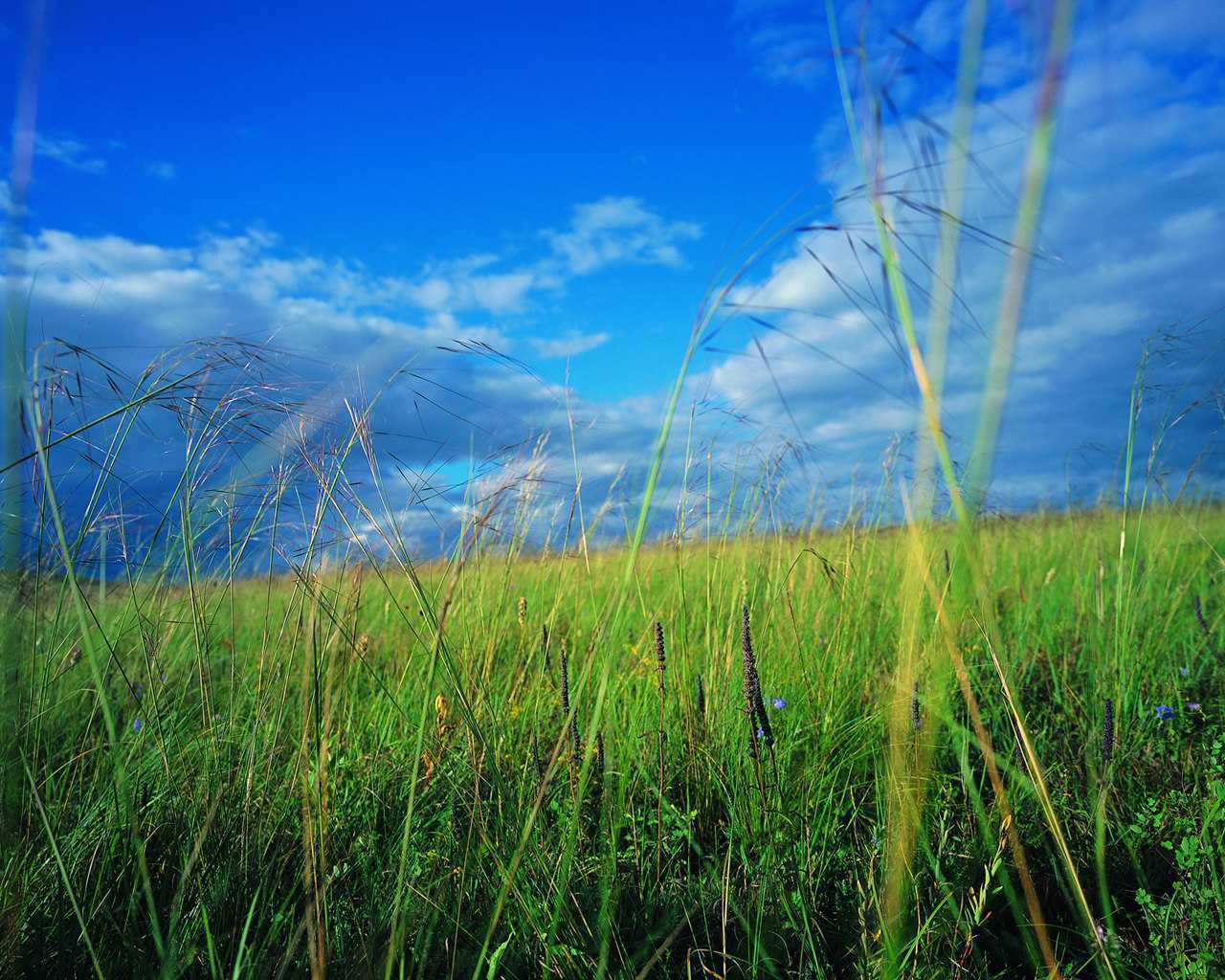 分为 a target="_blank" href="/item/热带草原/5817119" data-lemma