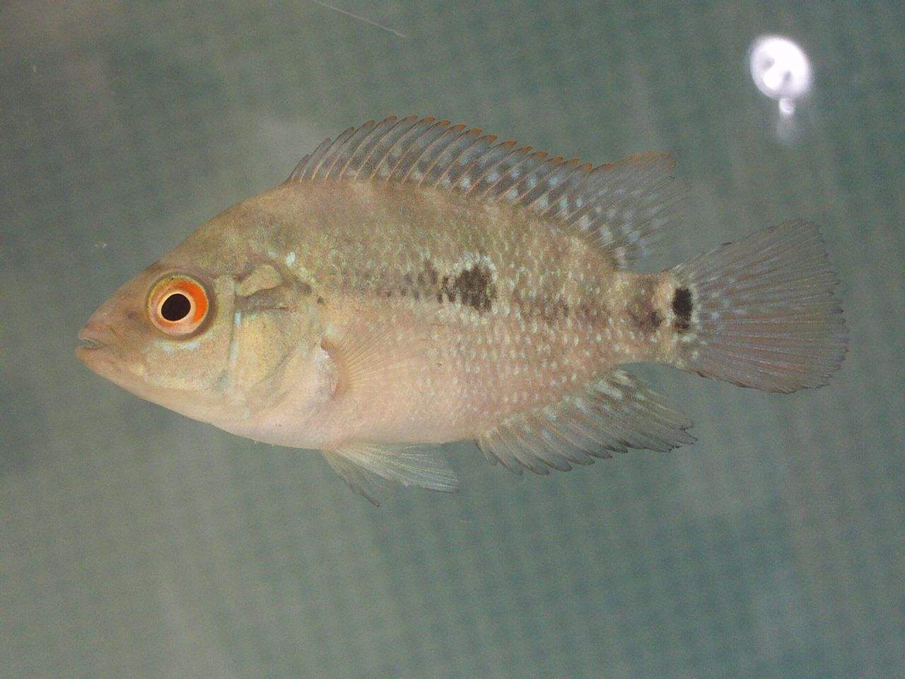  p>背鳍(dorsal fin)指的是鱼背部的鳍.