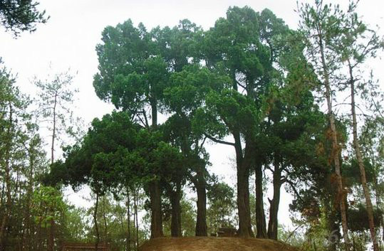  p>干香柏(学名: i>cupressus duclouxiana  /i>hickel)是柏科,柏木属