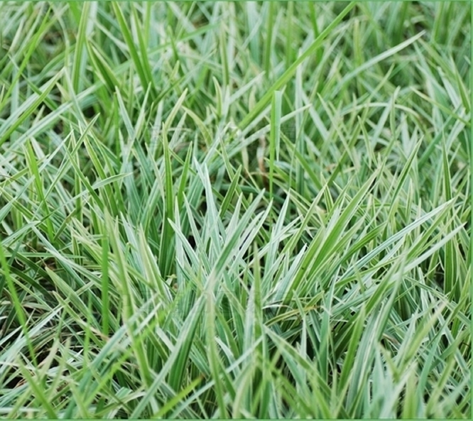  p>间型沿阶草(学名: i>ophiopogon intermedius d.