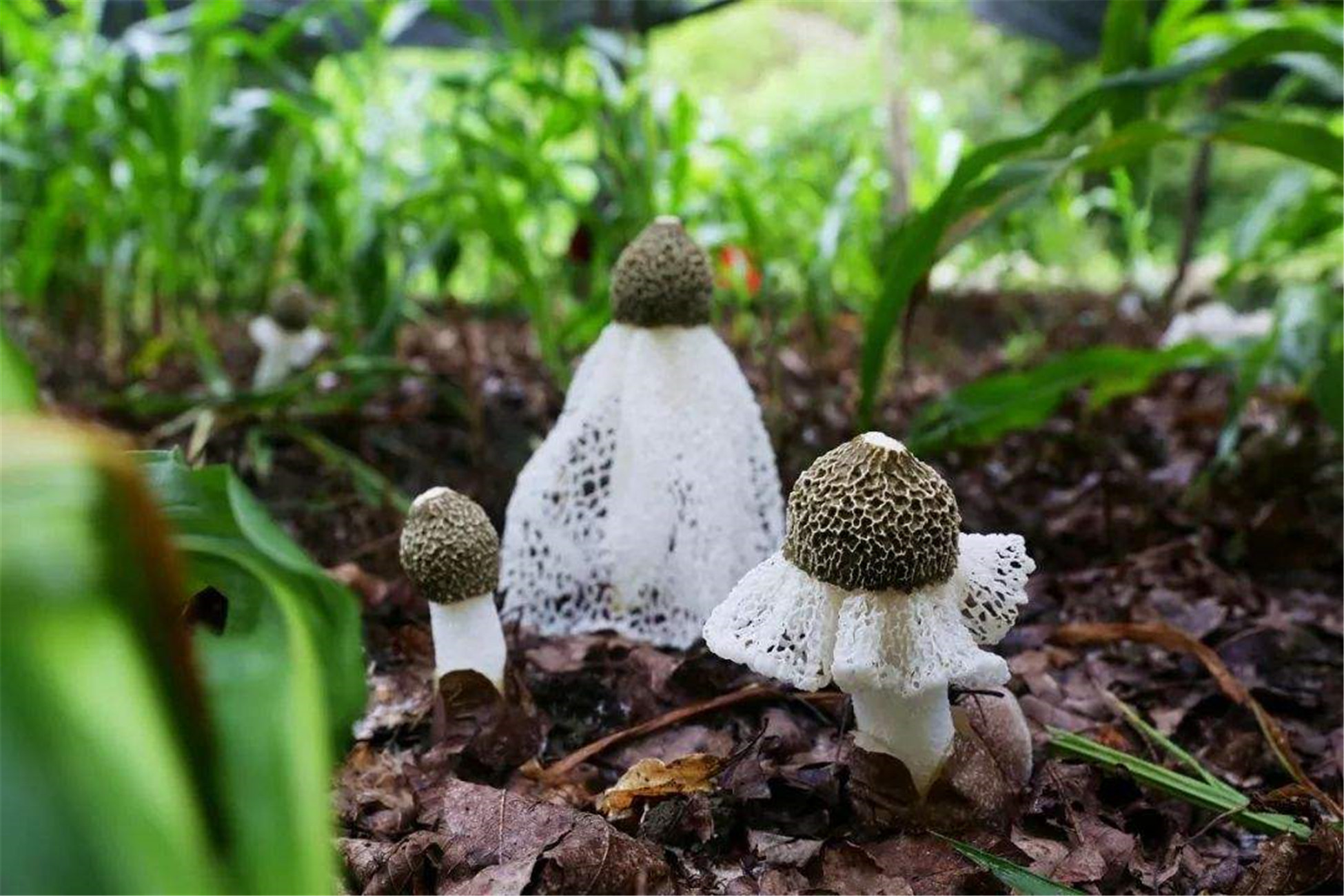 ex pers) fisch)又名竹笙,竹参,常见并可供食用