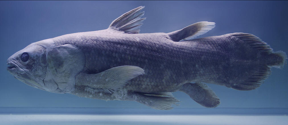 latimeria chalumnae)体长2米,是腔棘鱼目矛尾鱼科的唯一种,是唯一现