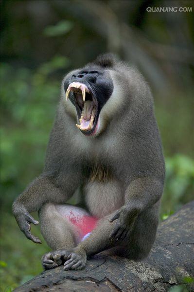 mandrillus leucophaeus