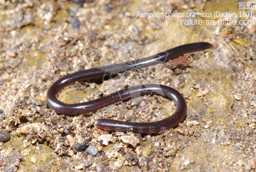  p>钩盲蛇(学名:ramphotyphlops braminus)又名入耳 a href="#" data