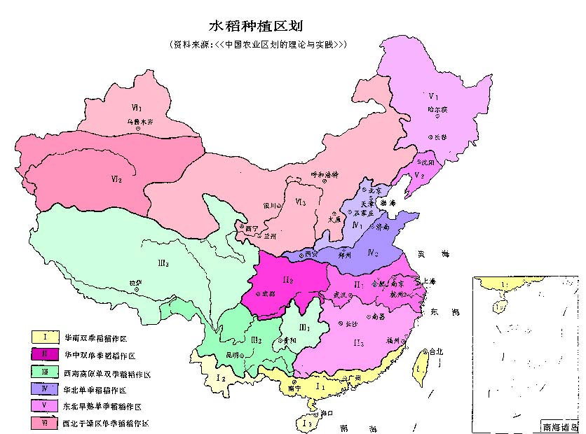 水稻