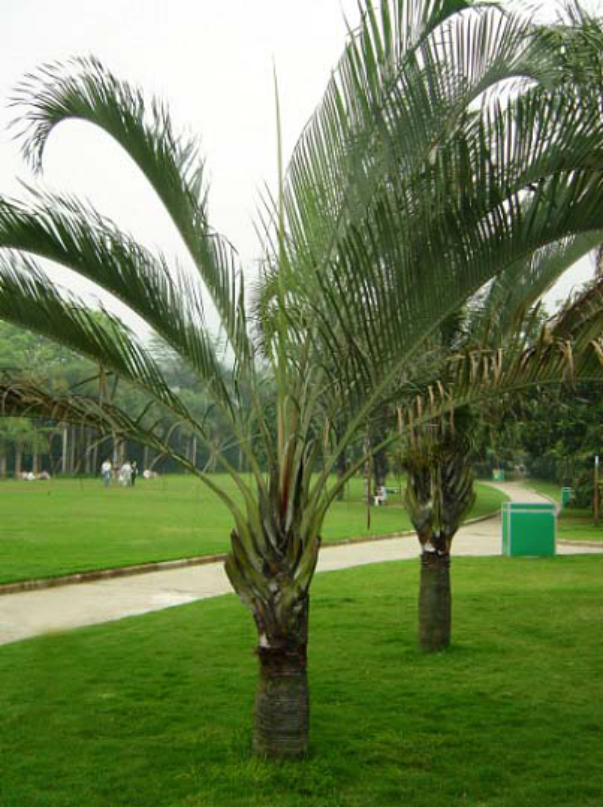  p>三角椰子(学名: i>dypsis decaryi /i> (jum.