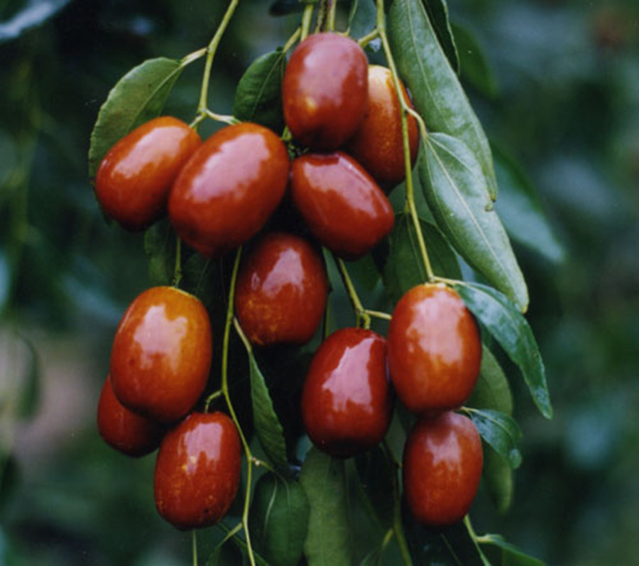  p>大马牙枣,落叶植物,为长红枣品种群的重要品种.