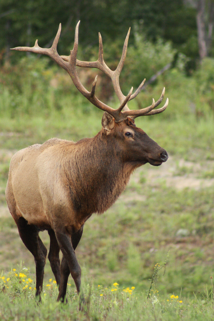  p>马尼托巴马鹿是一种脊索动物门, a target="_blank" href="/item