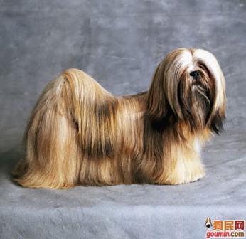 拉萨犬