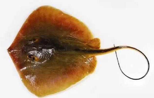  p>赤魟hóng(学名: i>dasyatis akajei /i>)是魟科,魟属生活在海洋中