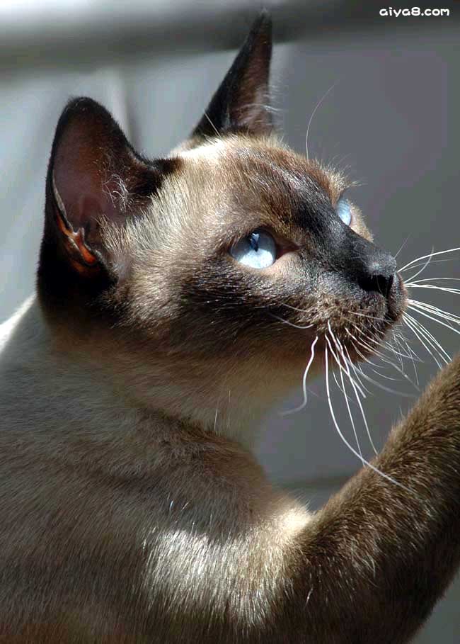 海豹色玳瑁虎斑重点色猫