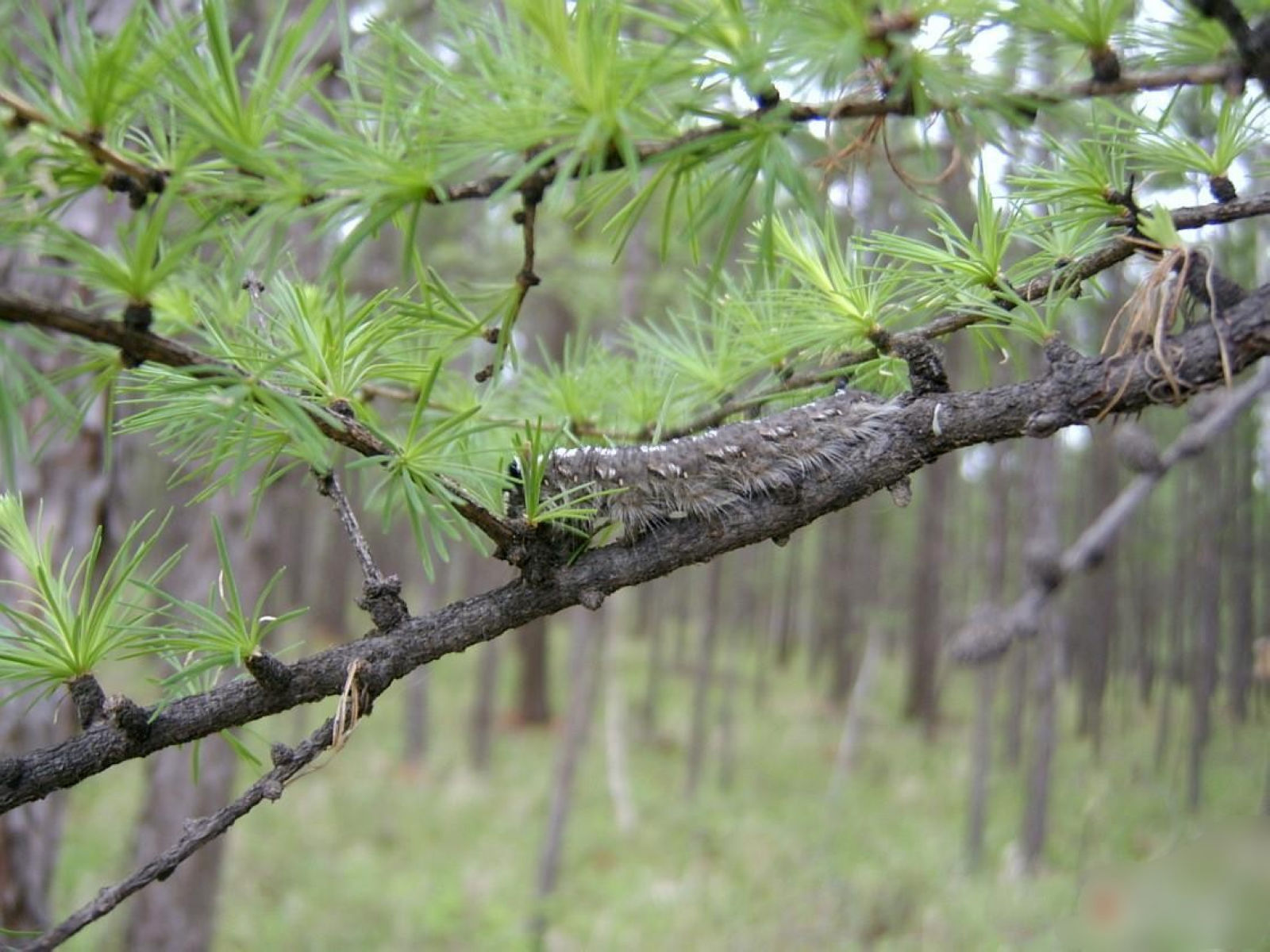  p>落叶松毛虫 i>dendrolimus superans  /i>(butler)是 a href="#">