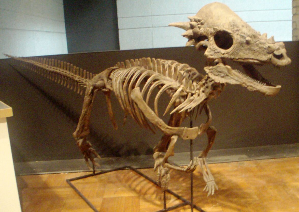  p>厚头龙属(属名:pachycephalosaurus)又名肿头龙,在希腊文意为"有厚