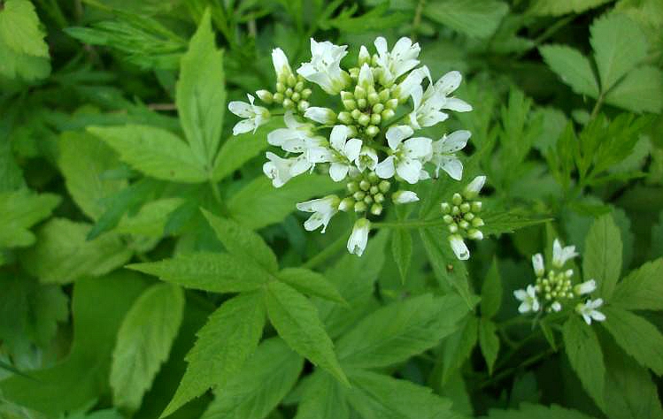  p>白花碎米荠(学名: i>cardamine leucantha /i> (tausch) o.e.