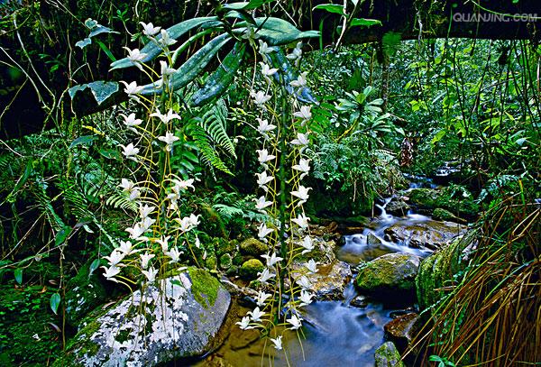 h. hu)是兰科风兰属单子叶植物纲,兰科,万代兰族附生草本植物,小型.