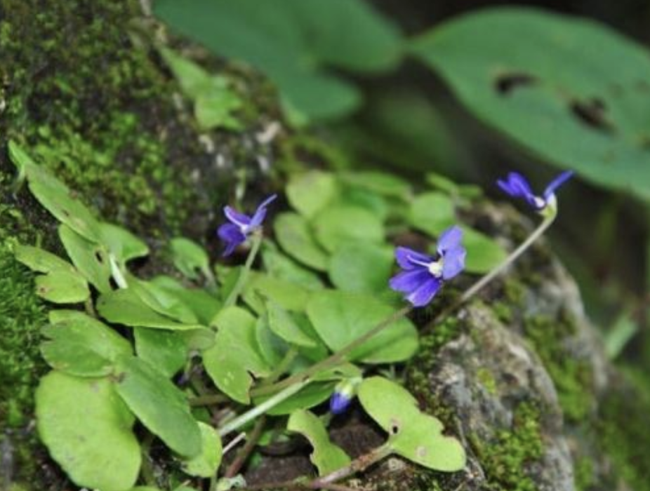t. wang)是苦苣苔科石蝴蝶属植物,多年生草本.