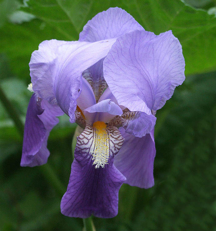是鸢尾科鸢尾属植物,多年生草本.