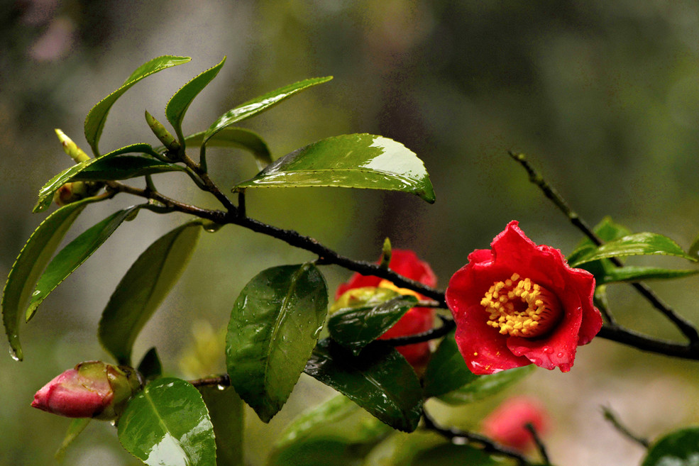 茶花毛缘大黑红