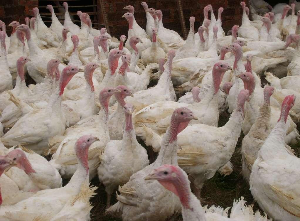  p>尼古拉火鸡是中国从美国引进的一种大型肉用鸡种成年公火鸡. /p>