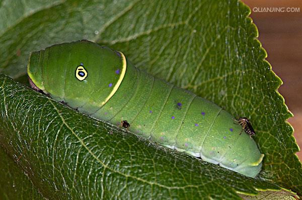  p>虎凤蝶(学名:luehdorfia puziloi)是虎凤蝶属的 a href="#" data