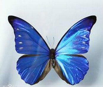  p> a href="#" data-lemmaid="9294974">卡西美蓝闪蝶 /a>, i>morpho