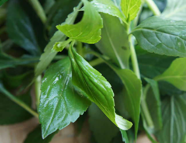 target="_blank" href="/item/苦斋婆/3449835" data-lemmaid="