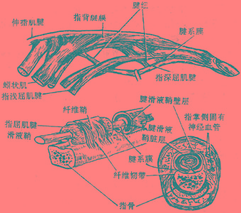指背腱膜
