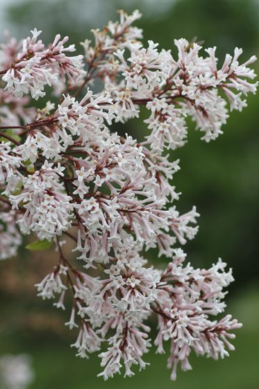  p>四川丁香(学名: i>syringa sweginzowii /i> koehne et lingelsh.