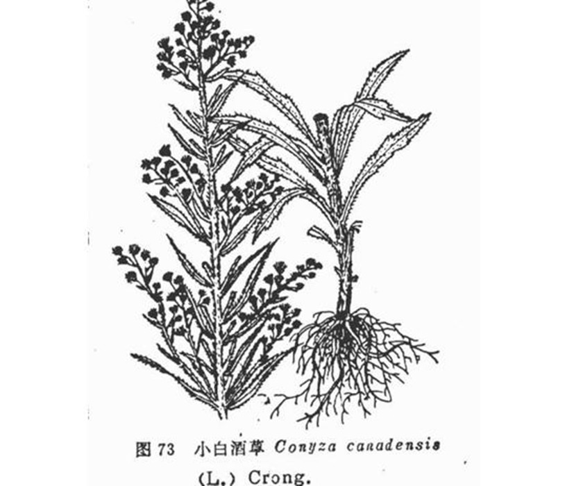  p> a target="_blank" href="/item/宿根白酒草/7264544" data-lemma