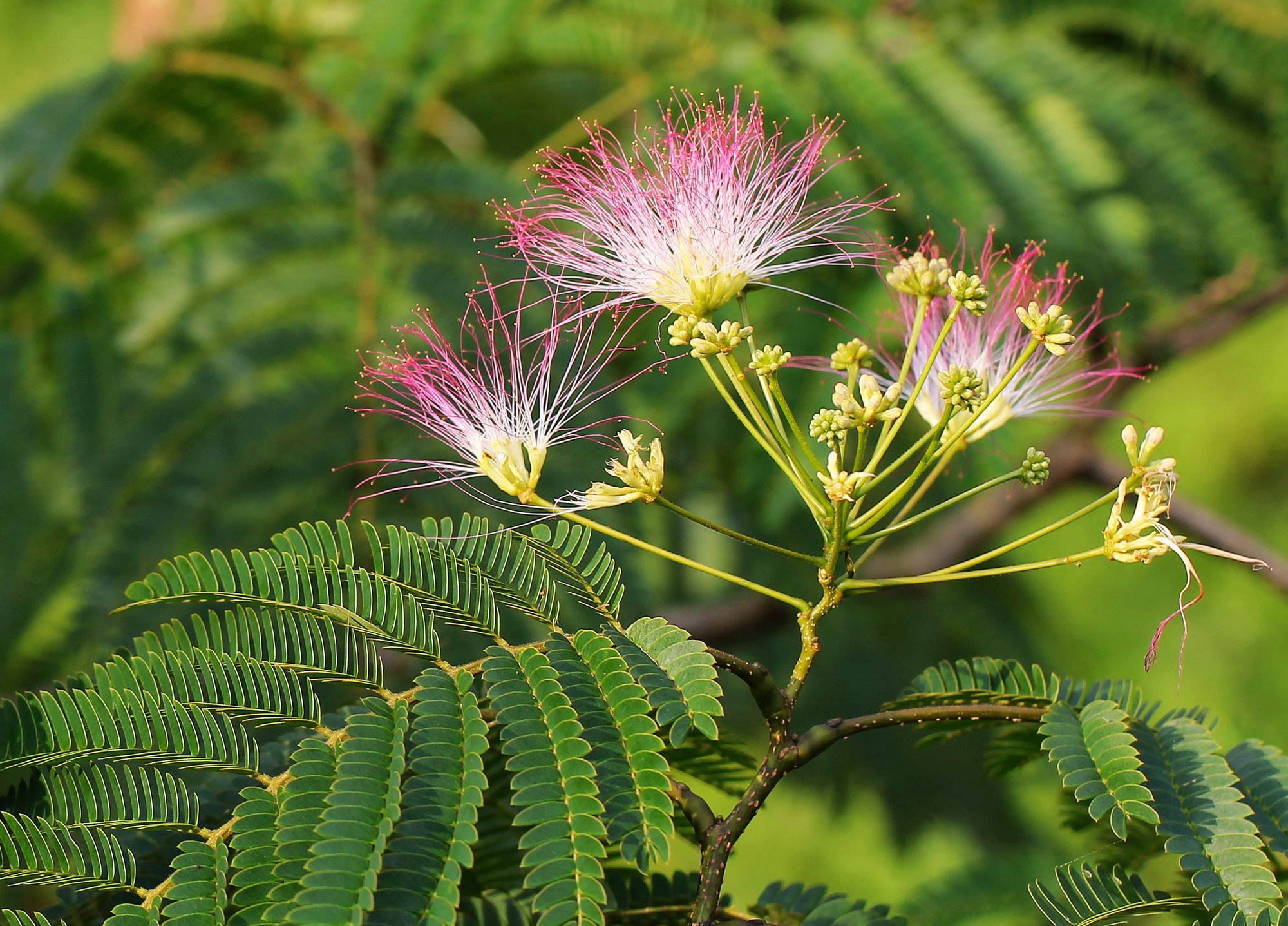 nielsen)是 a href="#">豆科 /a> a href="#">合欢属 /a>的植物