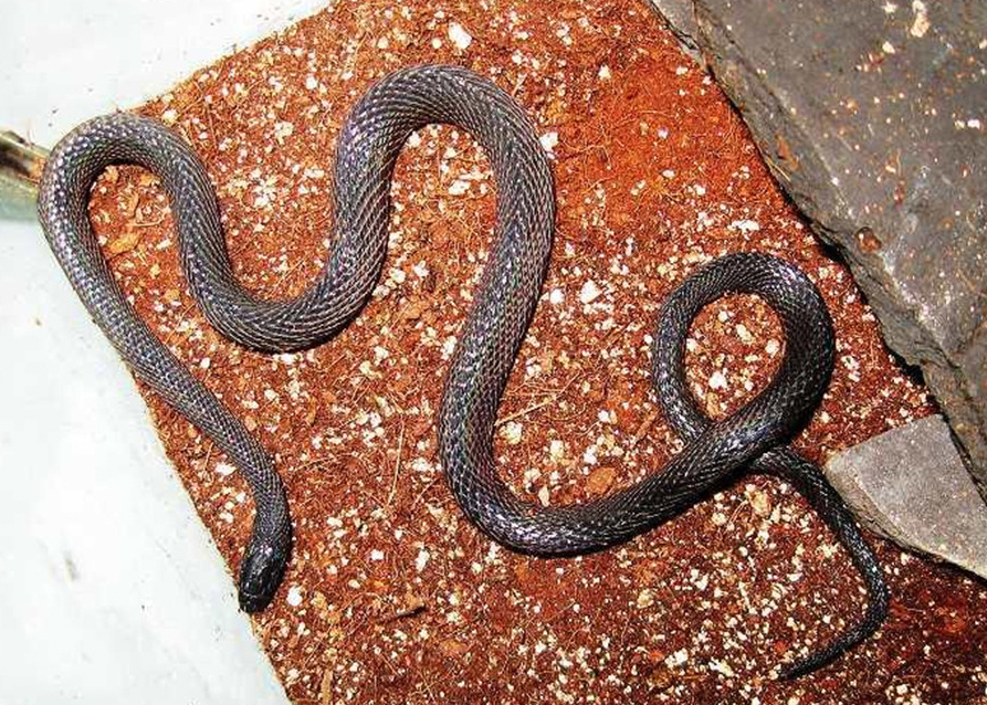  p>黑脊蛇(学名:achalinus spinalis)是游蛇科,脊蛇属的爬行动物.