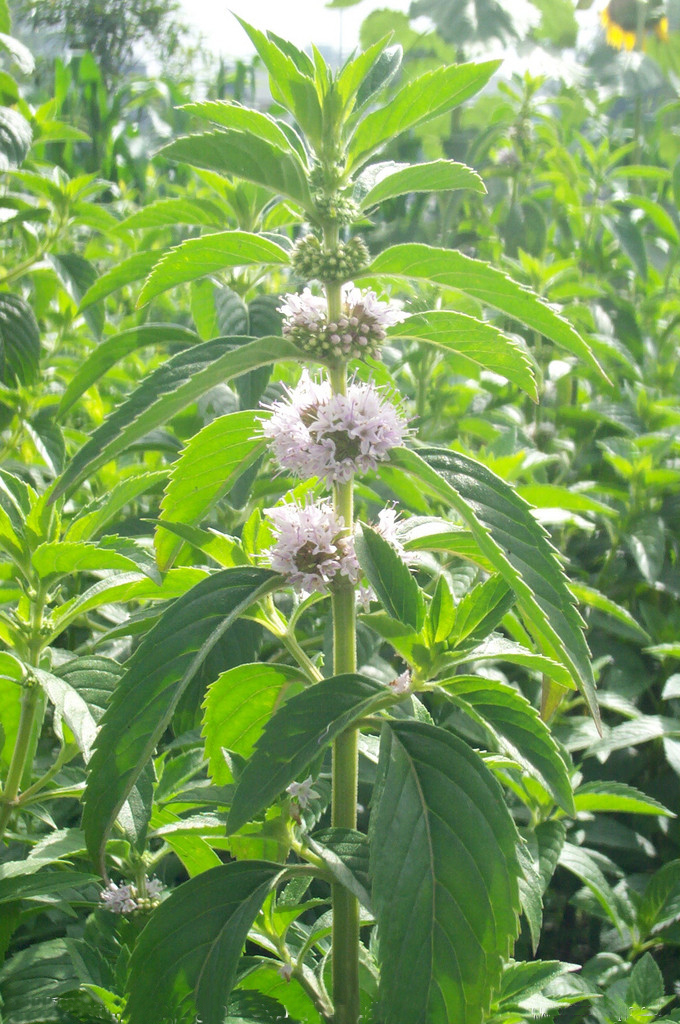  p>泽兰草又名虎兰, a href="#" data-lemmaid