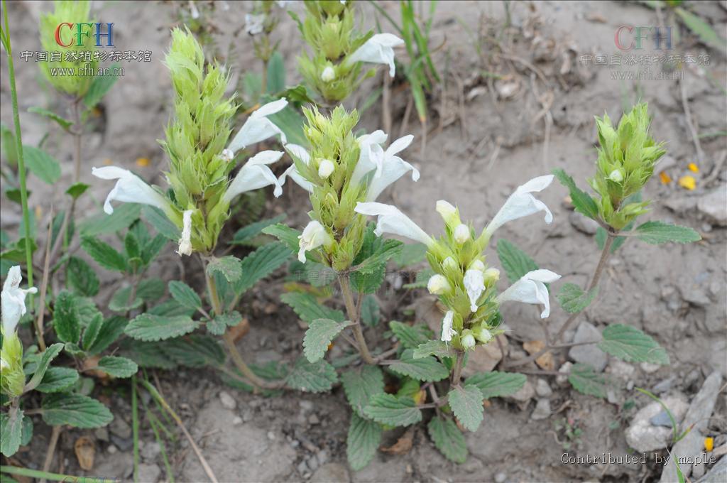  p>白花枝子花(学名: i>dracocephalum heterophyllum  /i>benth.