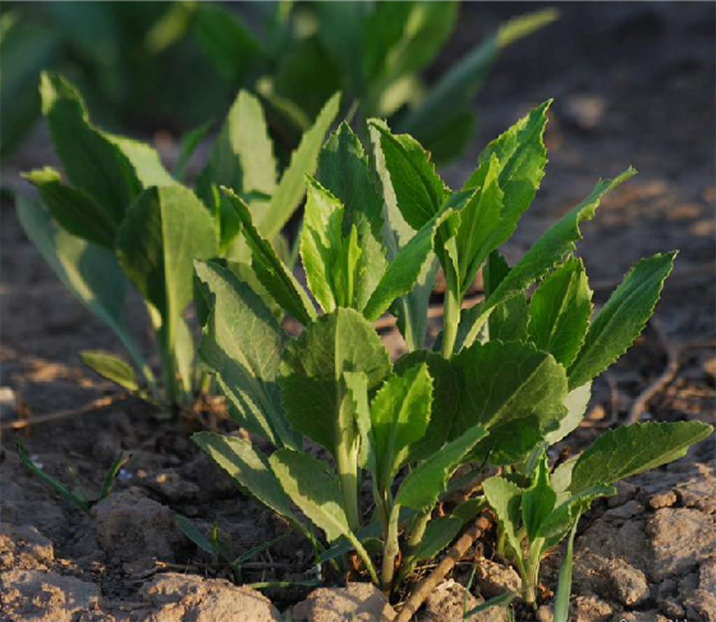 lepidium apetalum willd.