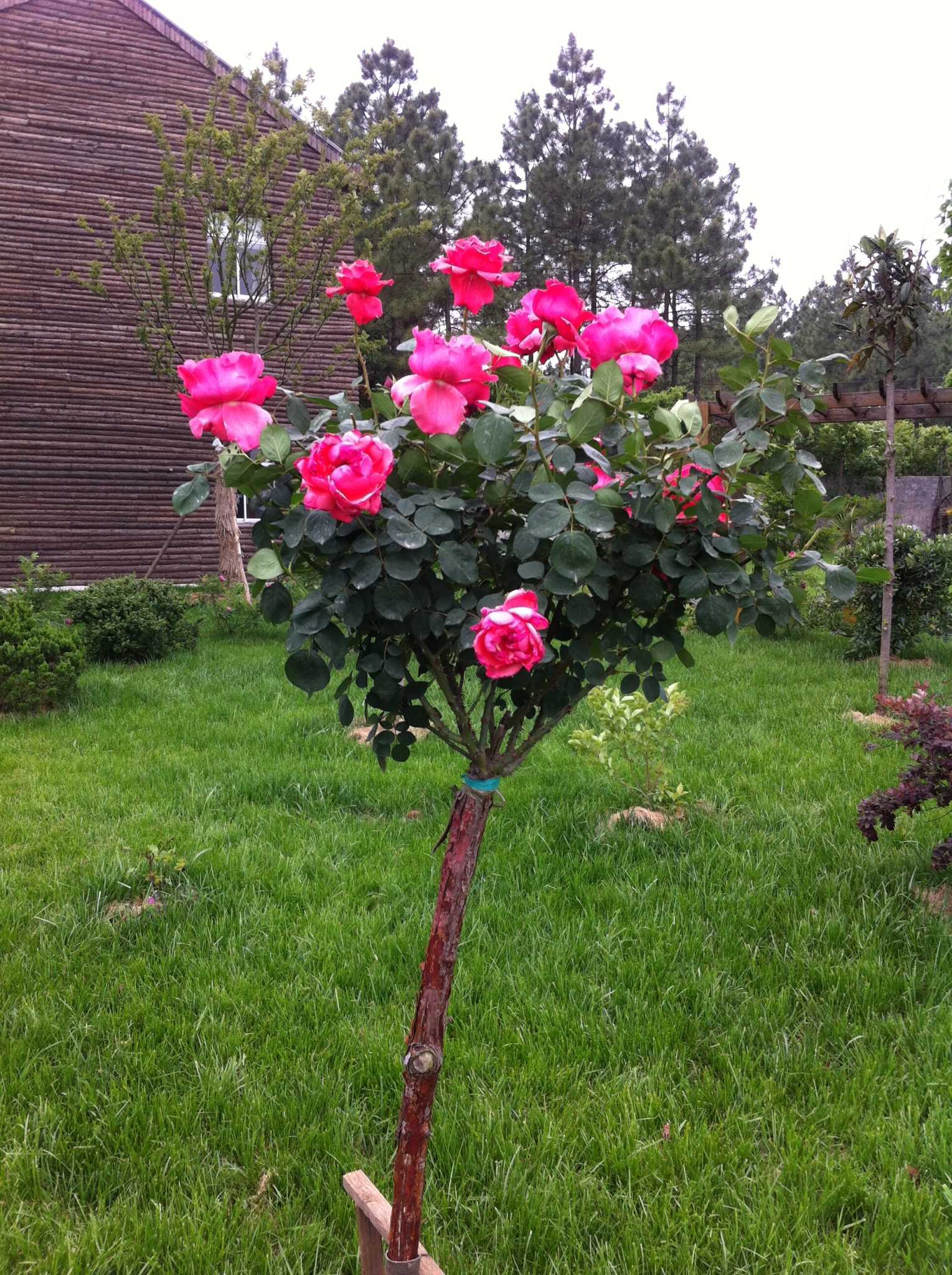  p>玫瑰树( i>ochrosia borbonica /i> gmelin): a href="#" data